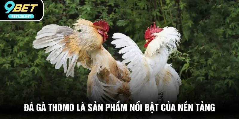Đá gà thomo là sản phẩm nổi bật của nền tảng