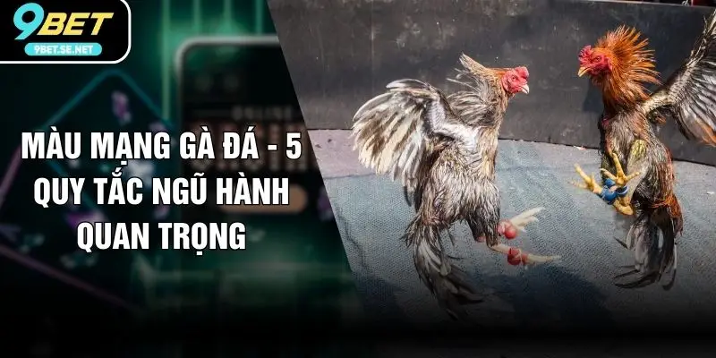 Màu Mạng Gà Đá - 5 Quy Tắc Ngũ Hành Quan Trọng