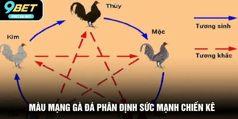 Màu mạng gà đá phân định sức mạnh chiến kê