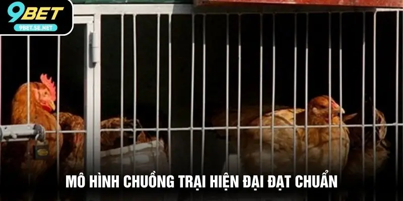 Mô hình chuồng trại hiện đại đạt chuẩn