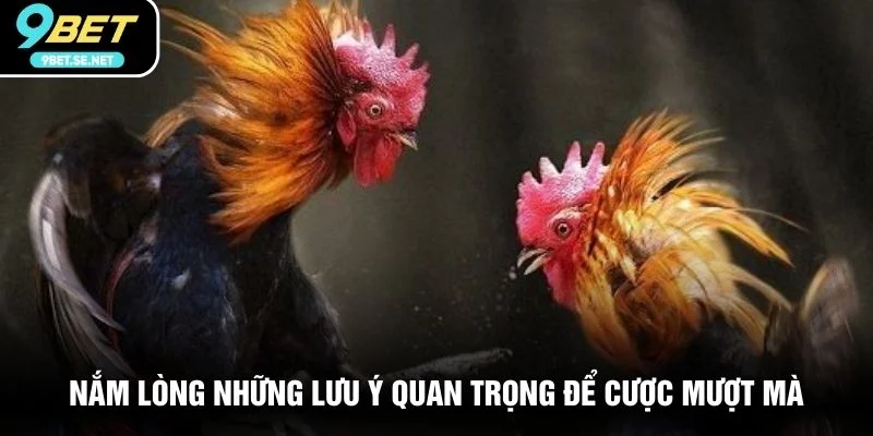 Nắm lòng những lưu ý quan trọng để cược mượt mà