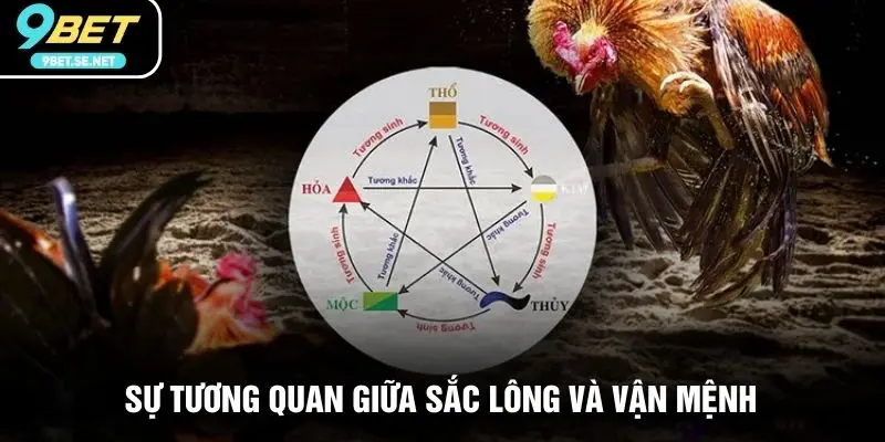 Sự tương quan giữa sắc lông và vận mệnh