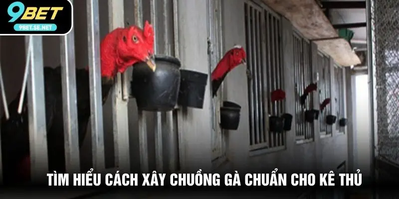 Tìm hiểu cách xây chuồng gà chuẩn cho kê thủ